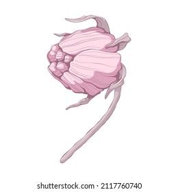 Una sola rosa rosa. Cabeza de flor aislada sobre fondo blanco. Ilustración floral dibujada a mano. Arte vectorial botánico al estilo de las caricaturas.