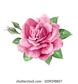 Single Pink rose, buds and leaves in watercolor style isolated on white background. Art vector illustration.