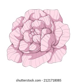 Una rosa rosada. Cabeza de flor aislada sobre fondo blanco. Ilustración floral dibujada a mano. Arte vectorial botánico al estilo de las caricaturas.
