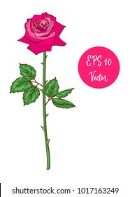 Single pink rose flower vector illustration, beautiful Valentine rose on long stem isolated on white background