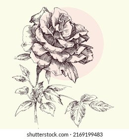 Single pink rose greeting card, hand drawn in retro style