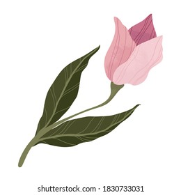 Single pink tulip in flat cartoon style. Isolated on white. Pink tulip flower botanical concept of love and spring. For web, stickers, banners or print.