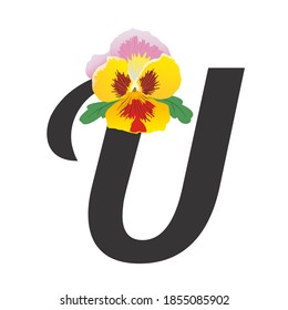 A single pink-yellow pansy flower with red spots is located on a black letter U. Bright and fresh bud with green leaves. English flower alphabet. For greeting text, printing on clothes, cards, banners