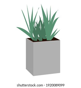 Planta única en la olla, plantadores aislados en blanco. Elemento para tarjeta, cartel, etc