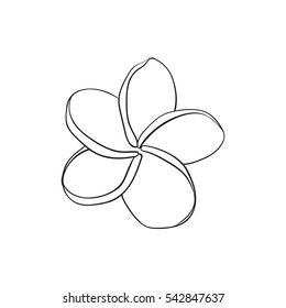 Single plumeria, frangipani tropical flower, sketch style vector illustration isolated on white background. realistic hand drawing of exotic, tropical frangipani or plumeria