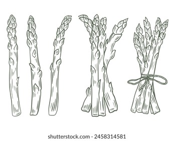 Single pods and bunches set of sketches vector graphics. Healthy organic food, plant sprouts ink engraving. Asparagus harvest hand drawn collection