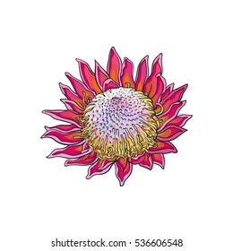 Single purple colored king protea, sketch style vector illustration isolated on white background. Colorful realistic hand drawing of exotic, tropical protea, national flower of South Africa