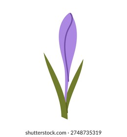 Single purple crocus bud with green leaves in flat style. Minimal spring botanical element isolated on white background for floral decoration and seasonal design.