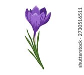 Single purple crocus flower blooming. Vector illustration.