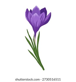 Single purple crocus flower blooming. Vector illustration.