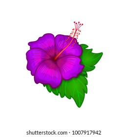 Single purple hibiscus with green leaves on white background, tropical flower, Hawaiian symbol, colorful vector illustration.