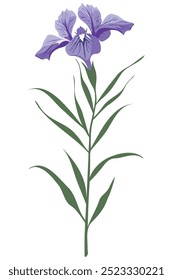 A single purple iris flower with green leaves, isolated on a white background.