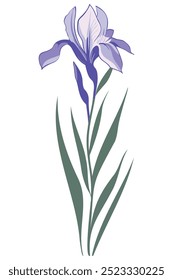 A single purple iris flower with green leaves against a white background.