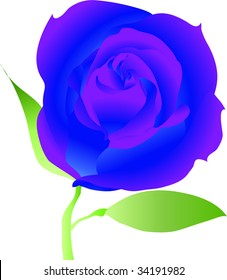 Single purple rose