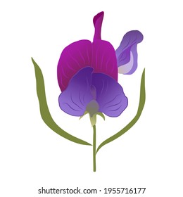 A single purple-lilac iris with two green leaves. A beautiful flower, a blossoming bud. Hand-drawn vector, bright gradients. Blooming garden plant in spring and summer. Design element for decoration.