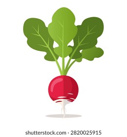 Single radish with leaves on plain white studio background.