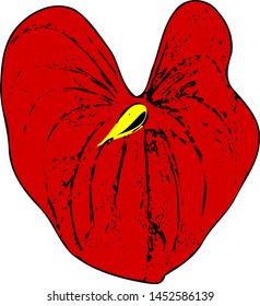 Single red anthurium flower
