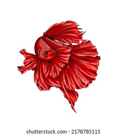 Single red betta fish isolated on white background.Vector illustration of aquarium siamese fighting fish in realistic style EPS format