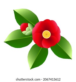 Single red camellia flower, bud and green leaves