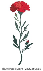 A single red carnation flower with a bud blooms on a white background.