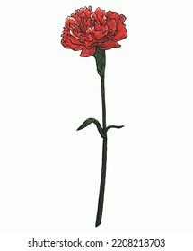 Un único regalo de clavel rojo para la madre en el día de la madre o cumpleaños