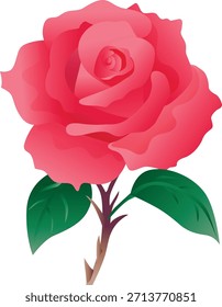 single red gradient rose blossom
