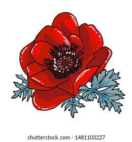 Single red poppy flower blooming closeup. Vector Isolated illustration on a white background. Realistic hand drawn blossom. Floral design object. Summer, spring sign, outlined symbol