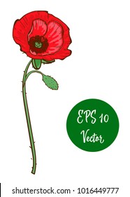 Single red poppy flower vector illustration, beautiful red poppy on long stem isolated on white background