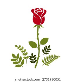 flor de rosa vermelha única com haste verde longa e várias formas de folha