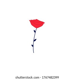 Single red rose with blue leaves isolated on white background.