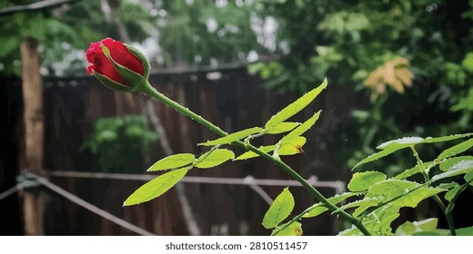 Single red rose bud with water droplets in a garden droplets blooming botanical close up romantic background freshness