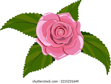 Single red rose flower isolated. Vector illustration