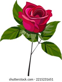 Single red rose flower isolated. Vector illustration