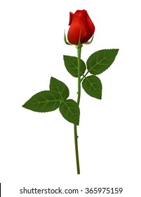 Single red rose flower vector illustration, beautiful red Valentine rose on long stem isolated on transparent background