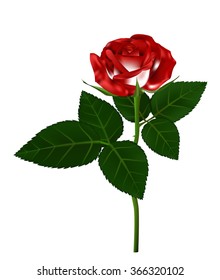 Single red rose flower vector illustration, beautiful red rose on long stem isolated on white background