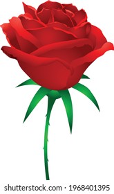 Single red rose. Illustration, vector.