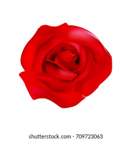 Single red rose isolated on white. Vector illustration.