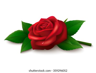 Single red rose with leaves and shadow isolated on white background. Vector illustration.