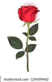 Single red rose with long stem and green leaves isolated on white background. Vector illustration. Spring flower for holiday decoration