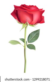 Single red rose with long stem and green leaves isolated on white background. Vector illustration. Spring flower for holiday decoration