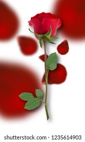 Single red rose on a Rose petals background