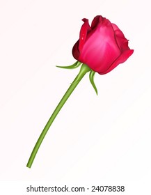 A single red rose on a white background