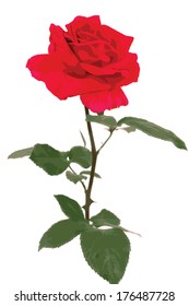 A single Red rose (vector) on a white 