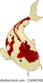 Single red spotted carp koi