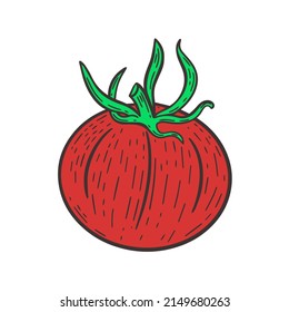 Single red tomato hand engraved. Ripe vegetable vector isolated illustration. Color sketch healthy organic food