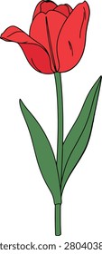 Single Red Tulip Flower Blooming With Green Leaves on Plain White Background Minimalist Style Nature Flora Concept