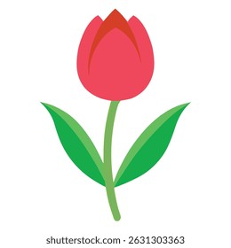 "Single Red Tulip Flower Isolated on White Background"