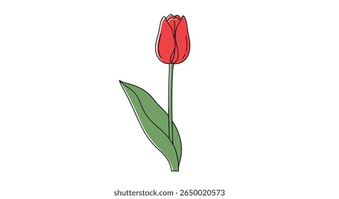 Uma única tulipa vermelha de pé sobre um fundo branco com um tronco verde e folha