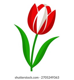 Sola flor de tulipán blanco rojo. Ilustración vectorial aislada sobre fondo blanco	