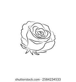 single rose, depicted in a detailed line drawing